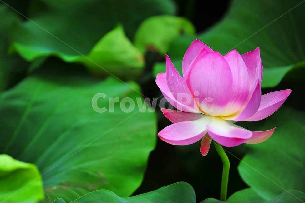 연꽃,덕진공원,극락세계,부처님탄생,순결,식물,자연,plants,nature,꽃,flower
