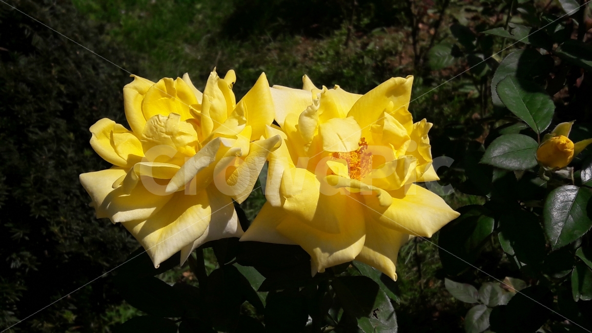 노란장미,꽃,가시,자유공원,완벽한사랑,식물,자연,plants,nature,꽃,flower