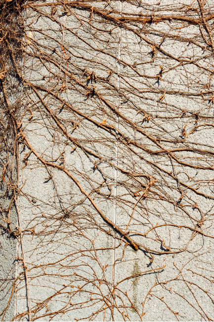 plant,식물,tree,나무,돌담