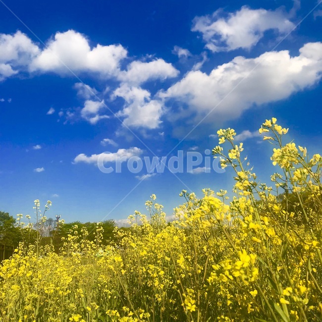 유채꽃,봄,꽃,하늘,구름,봄,계절,spring,season,식물,자연,plants,nature,꽃,flower,outdoors,옥외,field,들,grassland,목초지