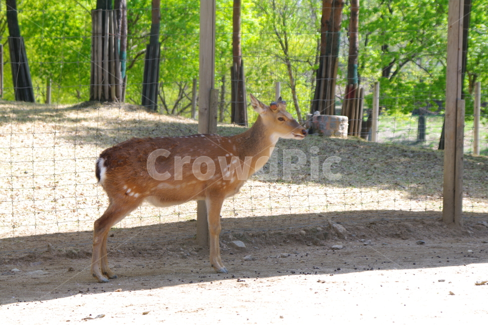 공원,봄,봄경치,antelope,영양,mammal,포유류,야생동물,wildlife,동물,animal,deer,사슴,동물,animal,포유류,mammal