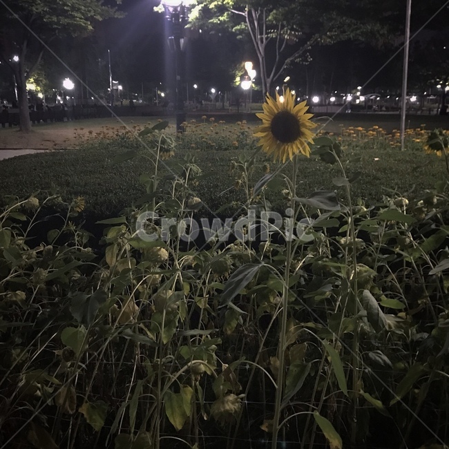 해바라기,꽃,밤,시든꽃,sunflower,꽃한송이,꽃밭,자연,풍경,night,nature,공원,park,봄,여름,여름꽃,감성,쓸쓸함,외로움,홀로,시든