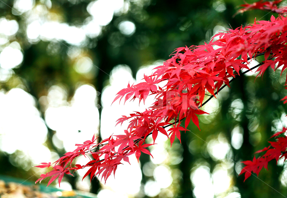 단풍,단풍나무,가을,붉은나무,홍단풍