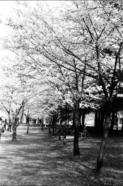 벚꽃,봄,꽃,벚나무,나무,4월,spring,cherryblossom,봄,계절,spring,season,식물,자연,plants,nature,나무,trees,wood,흑백,모노톤,monochrome,black and white,tree,plant,vegetation,초목,forest,숲,woodland,삼림지,grove,작은 숲,land,땅,outdoors,옥외