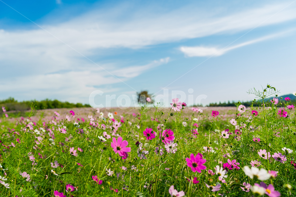 꽃,코스모스,가을,감성사진,식물,계절,fall,autumn,season,grassland,휴식,힐링,flower,rest,plant,field,자연,countryside,가을,계절,fall,autumn,season,자연,풍경,nature,landscape,목초지,들,outdoors,옥외,rural,농촌,farm,농장,meadow