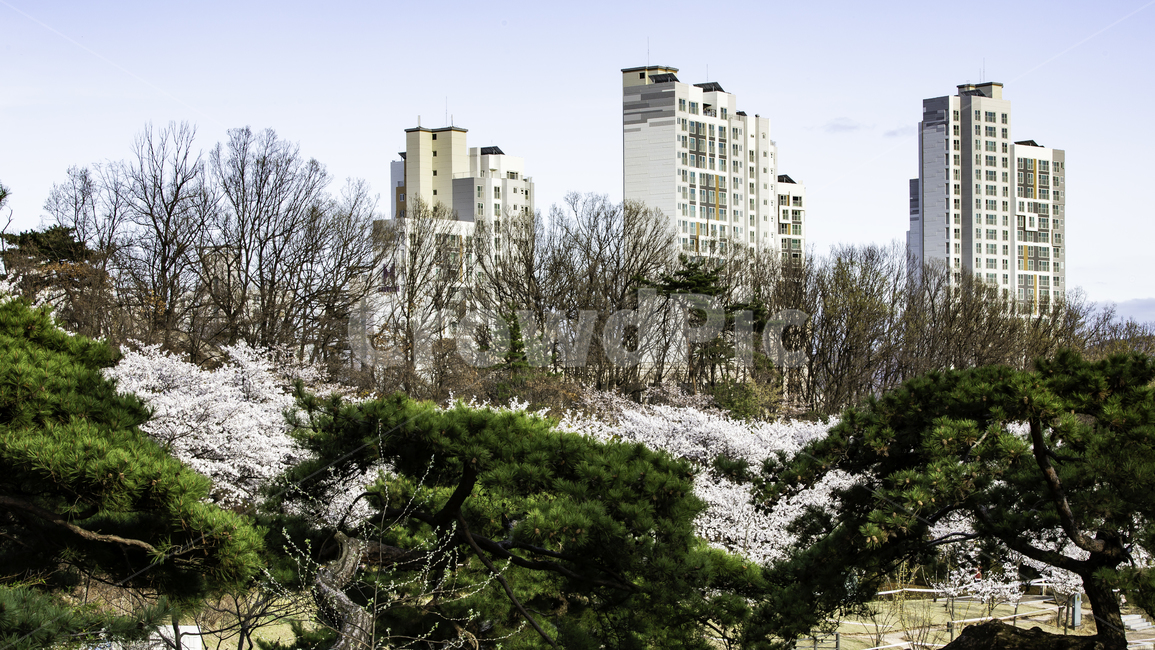 풍경,봄,벚꽃,나들이,북서울숲,봄,계절,spring,season,도시,풍경,city,landscape,한국도시풍경,한국도시경관,korea cityscape,plant,식물,tree,나무,fir,전나무,abies,아비