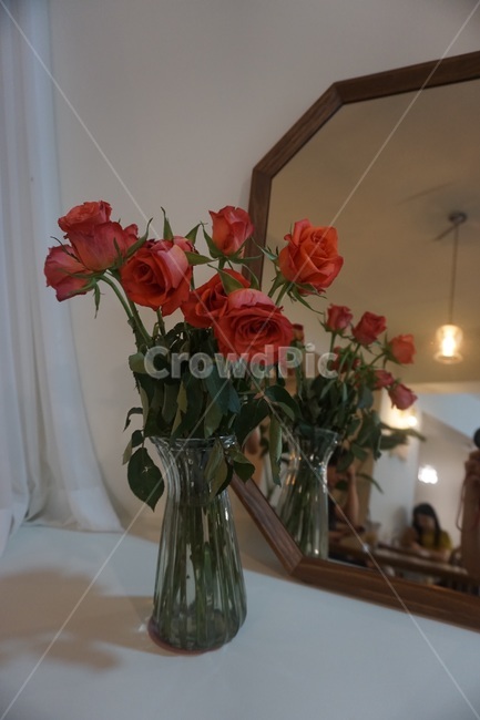 식물,blossom,꽃,flower,장미,rose,실내용화초,화분,화초,house plant