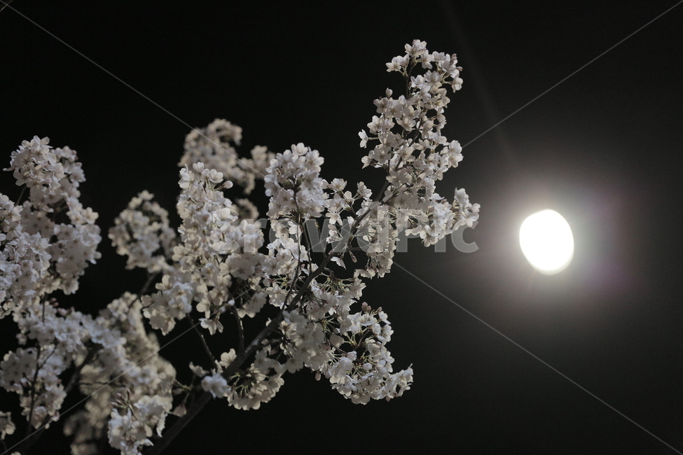벚꽃,봄,야경,Cherryblossom,봄꽃,산책,감성사진,달,밤하늘,봄,계절,spring,season,야경,밤,풍경,nightscape,night,landscape,식물,자연,plants,nature,꽃,flower,outdoors,옥외