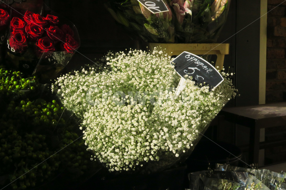 꽃,flower,안개꽃,꽃집,gypsophila,꽃부케,flowerbouquet,flowershop,식물,plant,꽃다발,꽃,flower