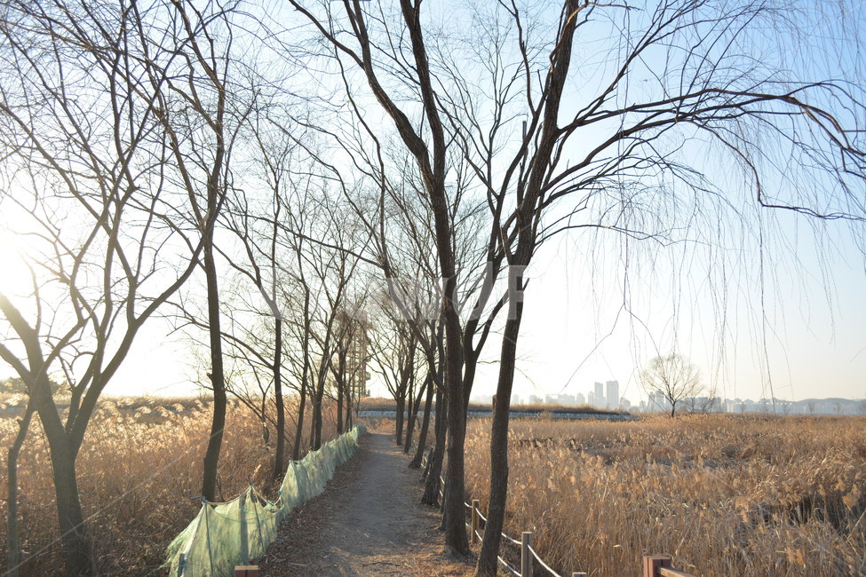 plant,식물,tree,나무,겨울