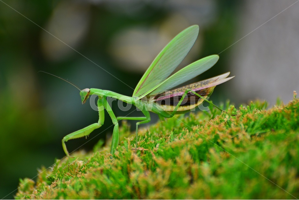 사마귀,곤충,벌레,나무,동물,자연,보케,사마귀날개,곤충,벌레,insect,bug
