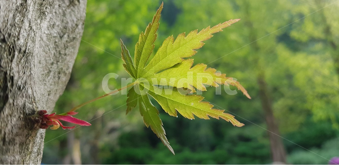 싱그러움,단풍,나뭇잎,역광,자연,숲,나무,초록,여름,식물,자연,plants,nature