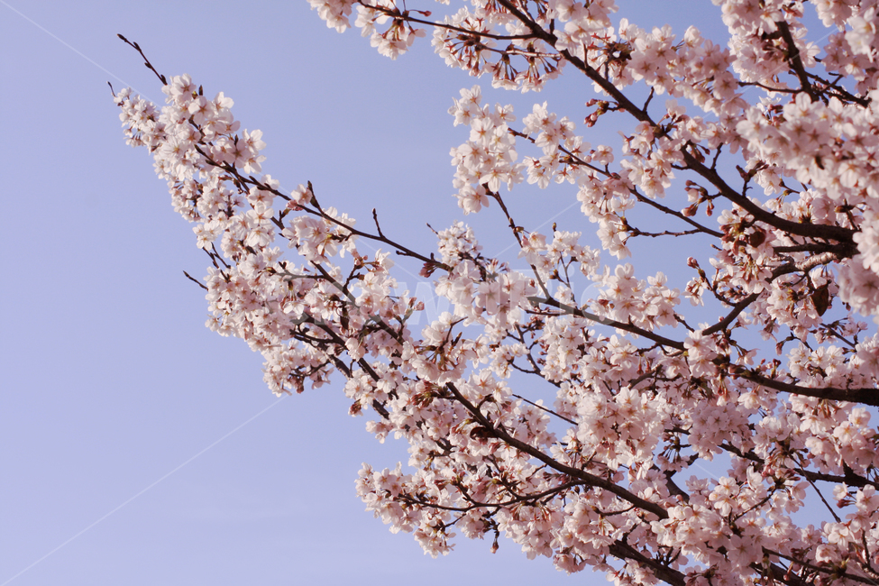 plant,식물,flower,꽃,blossom,cherryblossom,벚꽃,하늘,벚나무,봄,만개