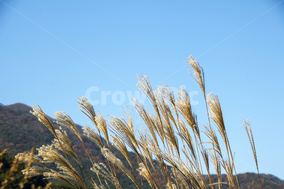 갈대,억새,가을,가을하늘,하늘,맑은하늘,푸른하늘,풍경,경치,가을,계절,fall,autumn,season,식물,자연,plants,nature,plant,grass,잔디