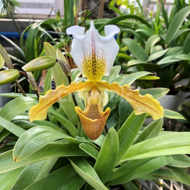 파피오페딜럼,paphiopedilum,파피오페딜럼꽃,꽃,야생난,flower,식물,blossom,plant,greenhouse,온실,분화,화분,난꽃,난,난화,식물,자연,plants,nature,꽃,flower