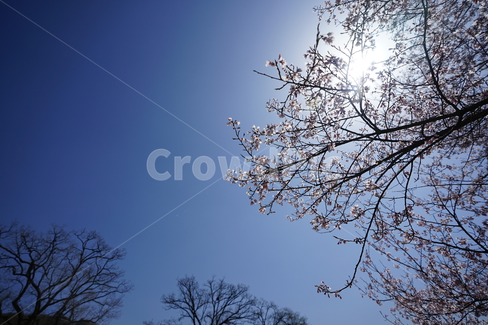 하늘,나무,잎,구름,풍경,풍경사진,그린,블루,색감,자연,감성,수목원,식물,tree,봄,계절,spring,season,식물,자연,plants,nature,나무,trees,wood,plant