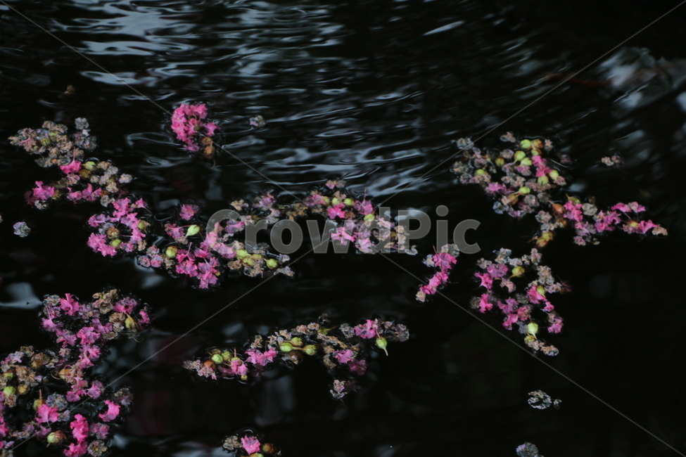 강,꽃잎,꽃,자연,감성,색감,핑크,분홍색꽃,호수,water,물,그림자,빛,옥외,낮,야외,outdoors,계곡,식물,자연,plants,nature,꽃,flower