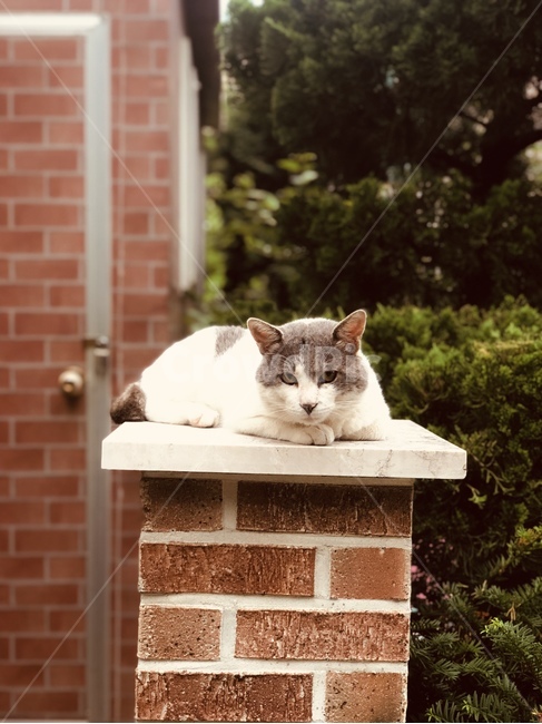 고양이,brick,벽돌,cat,숲,나무,동물,animal,포유류,mammal,고양이,cat,kitten,kitty