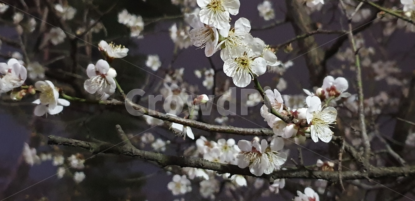 꽃,저녁,산책,저녁산책,매화,봄,계절,spring,season,식물,자연,plants,nature,꽃,flower,plant,blossom