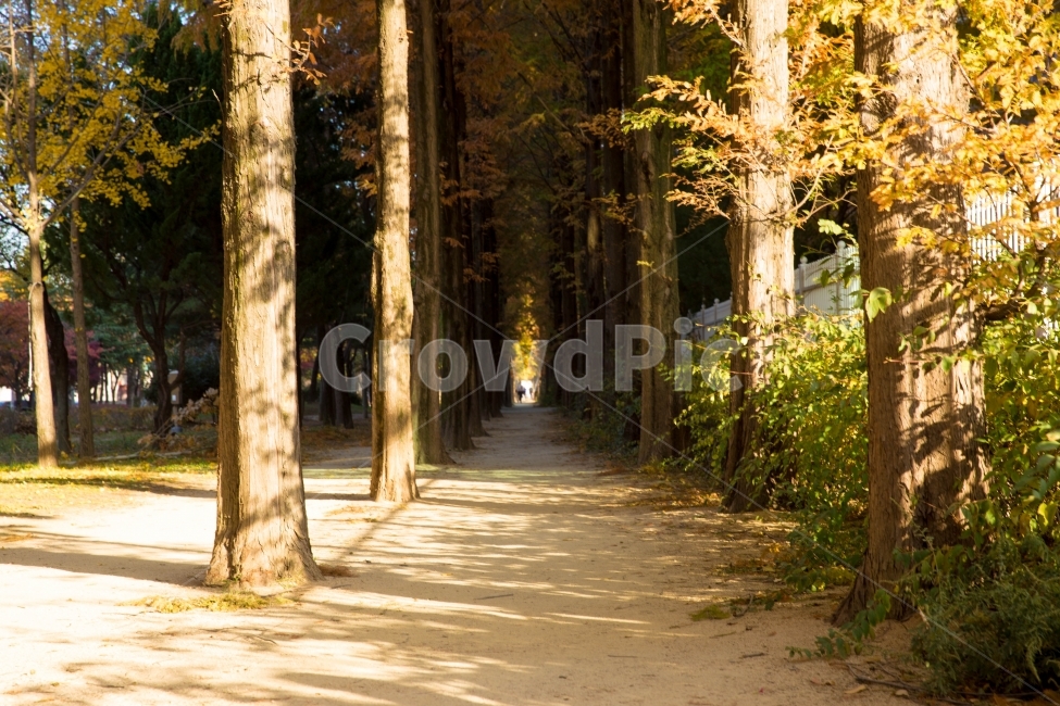 메타세콰이어길,단풍,가을,나무,배경,가을,계절,fall,autumn,season,자연,풍경,nature,landscape,한국자연풍경,한국자연경관,korea nature landscape,plant,식물,tree,tree trunk,나무 줄기