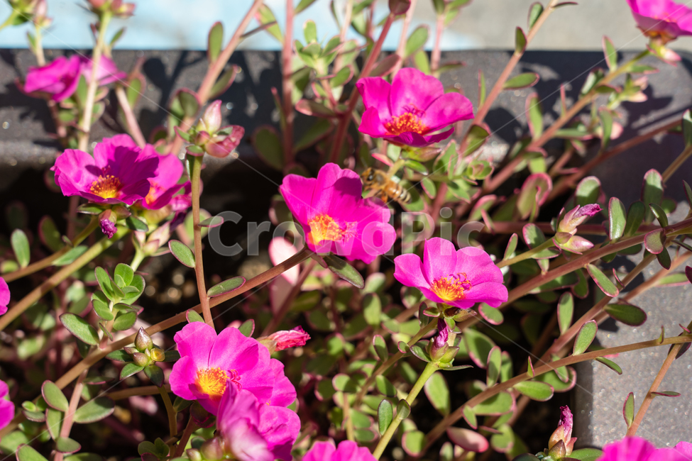 plant,식물,blossom,꽃,flower