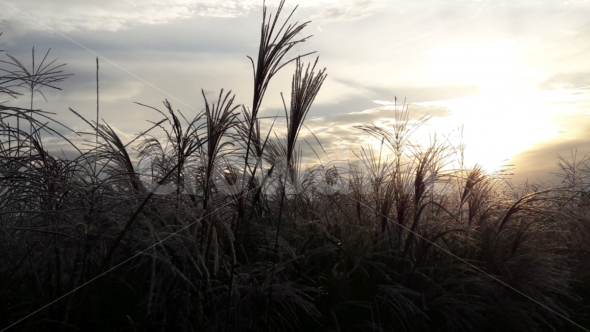 하늘공원,석양,억새풀,하늘,구름,가을,계절,fall,autumn,season,자연,풍경,nature,landscape,식물,plants,grass,잔디,plant,lawn,reed,갈대