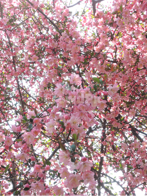 봄,벚꽃,꽃잎,겹벚꽃,핑크,계절,나뭇가지,하늘,자연,park,spring,cherryblossom,season,branch,bloom,nature,tree,flower,floral,outdoor,petal,blossom,sakura,pink,봄,계절,spring,season,식물,자연,plants,nature,꽃,flower,plant
