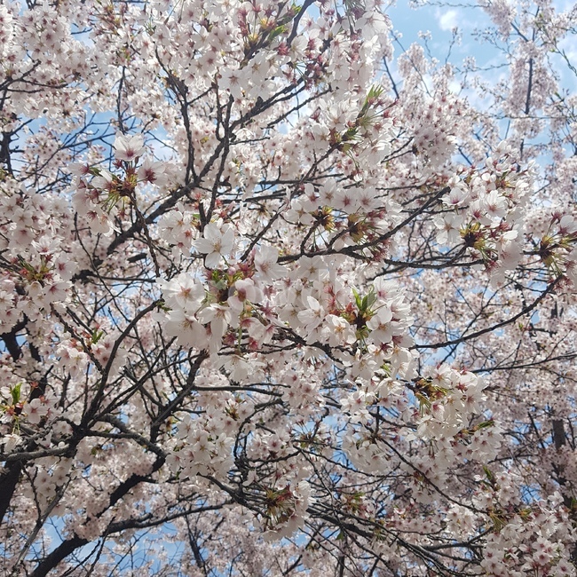 벚꽃,꽃잎,봄,꽃,벚나무,하늘,벚꽃나무,배경,나뭇가지,나무
