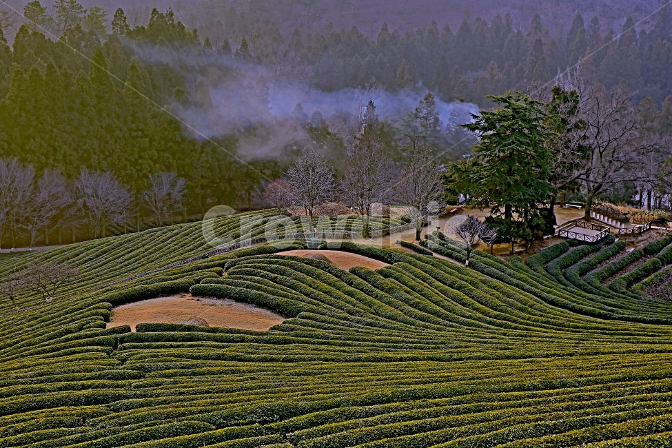 보성녹차밭,대한다원,녹차밭풍경,녹차밭,여행,농촌풍경,자연,풍경,nature,landscape,한국자연풍경,한국자연경관,korea nature landscape,시골,마을,country,rural,town,산업,industry,industrial,농업,농사,agriculture,farming,farming industry,outdoors,옥외,scenery