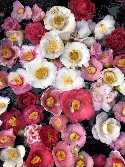 꽃,동백꽃,다채로운색,색감,flower,식물,자연,plants,nature,꽃,flower