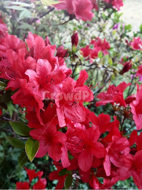 꽃,봄,계절,spring,flowers,봄꽃,식물,beautiful,화려한,풀잎,자연,철쭉,season,붉은색,nature