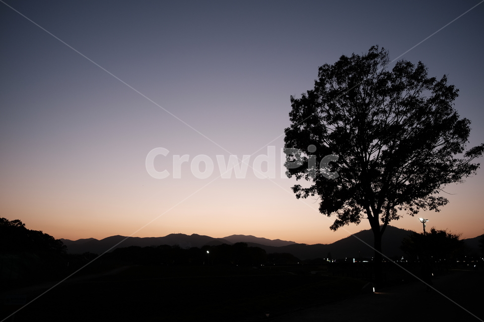 나홀로나무,해질녘,노을,풍경,감성사진,나무한그루,나무,역광,자연,풍경,nature,landscape,실루엣,그림자,silhouette,shadow,tree,plant,식물