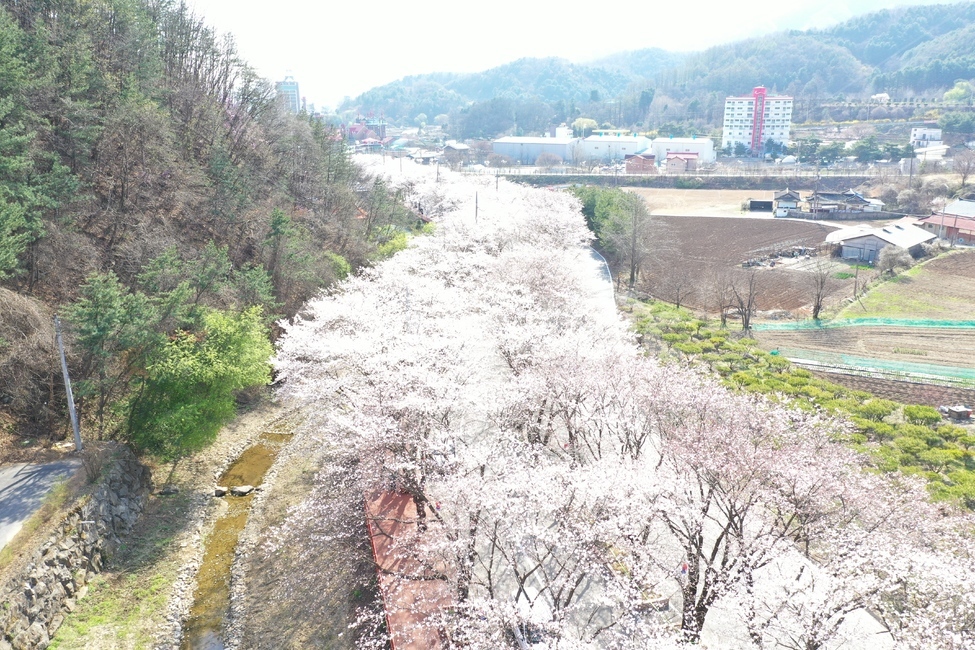 벛꽃,봄,드론,풍경,봄놀이