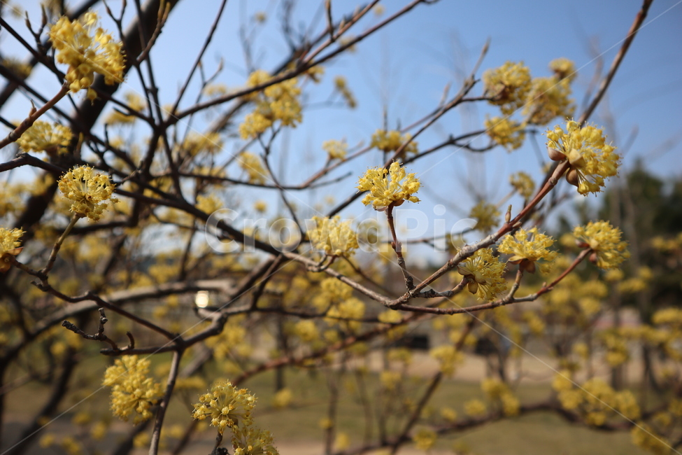 산수유꽃,산수유,꽃,봄,flower