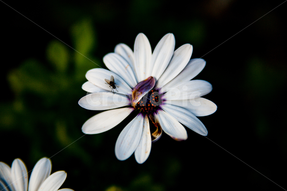 식물,꽃,flower,plant,plants,식물,자연,plants,nature,꽃,flower