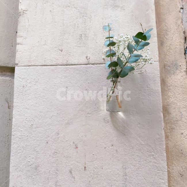 꽃,검성,식물,꽃병,일상,식물,자연,plants,nature,꽃,flower,실내용화초,화분,화초,house plant,인테리어,실내디자인,interior design
