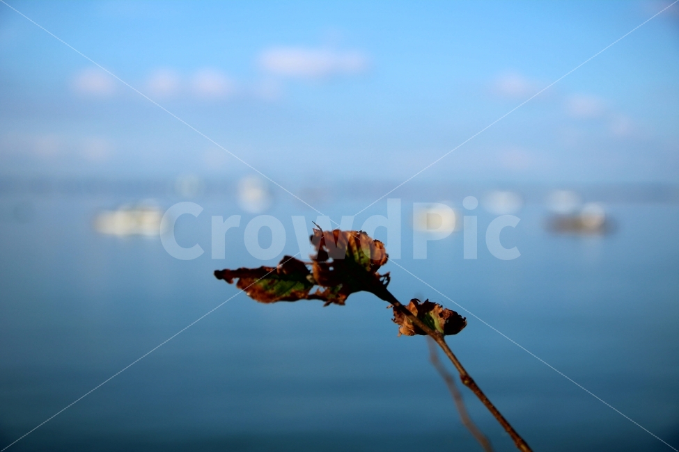 가을,낙엽,단풍,외로움,아름다웠던시절,가을,계절,fall,autumn,season,식물,자연,plants,nature,plant