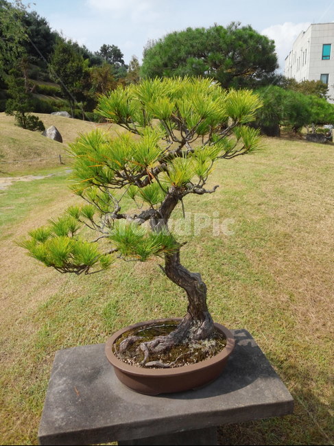 분재,bonsai,소나무,pine,정원,garden,tree,little,gardening,식재,식물,자연,plants,nature,나무,trees,wood