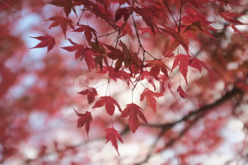 가을,단풍,빨강,거리,풍경,plant,식물,leaf,잎,tree,나무,단풍잎,낙엽