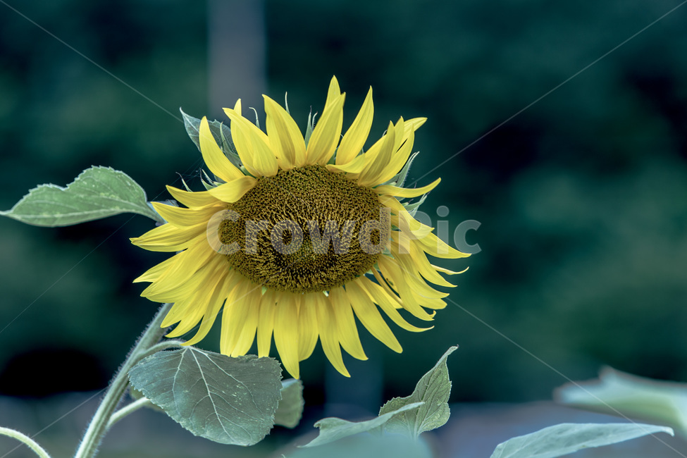 해바라기,문양,씨,무늬,열정,자연,식물,자연,plants,nature,꽃,flower
