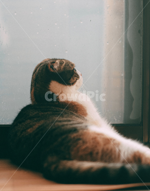 동물,고양이,반려동물,반려묘,스코티시폴드,스코티쉬폴드,동물,animal,포유류,mammal,고양이,cat,kitten,kitty