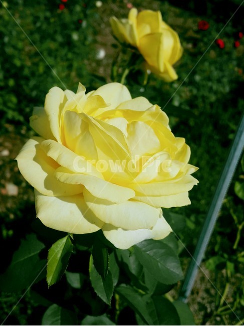 장미꽃,꽃,flower,rose,노란장미,yellowrose