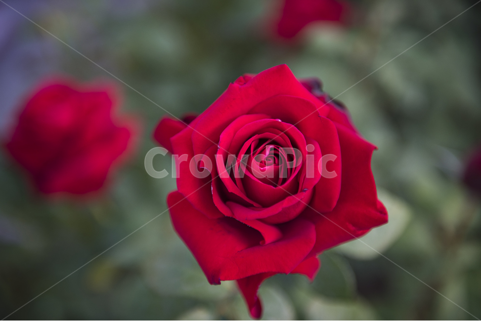 장미,장미축제,꽃,오월장미,꽃축제,식물,자연,plants,nature,꽃,flower