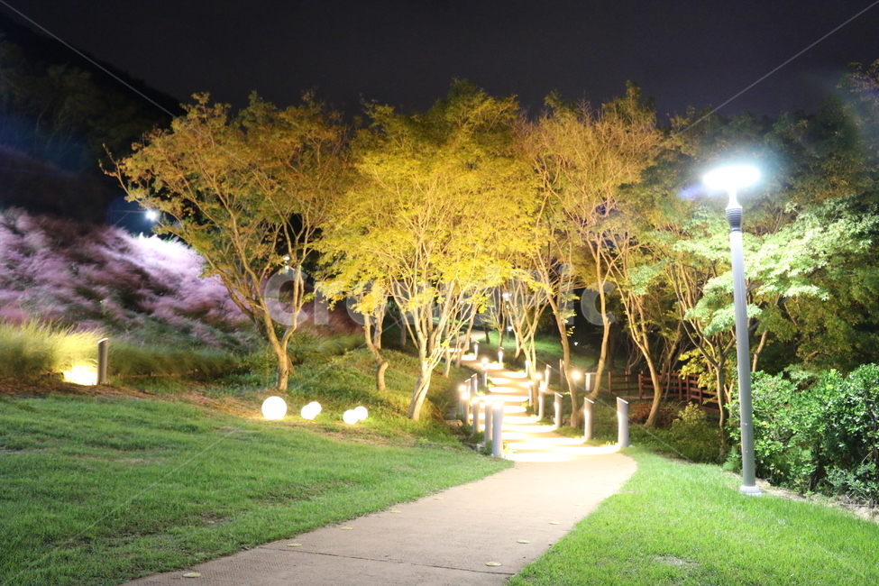 tree,나무,plant,식물,저녁산책,가로등과길,통로,path,자연,풍경,nature,landscape