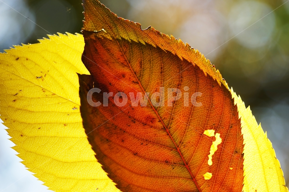 단풍잎,단풍,단풍나뭇잎,물음표,나무,가을,계절,fall,autumn,season,veins,정맥