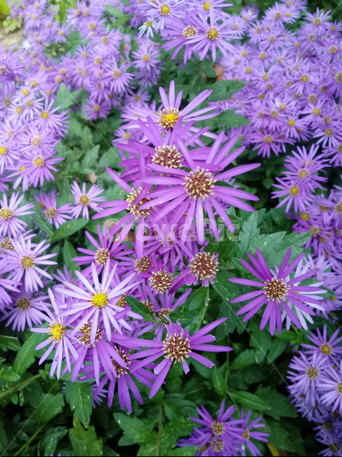 꽃,flower,plant,blossom,식물,아스타,aster,보라색꽃,식물,자연,plants,nature,꽃,flower