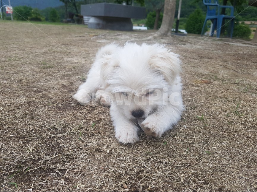 강아지,개,dog,puppy,동물,animal,포유류,클로즈업,확대,closeup,시골,한국,마당,바닥,floor,mixdog,믹스견,한가한,온순한,코,발,흰색,풀밭,털,귀여운,cute,동물,animal,포유류,mammal,개,강아지,dog,doggy