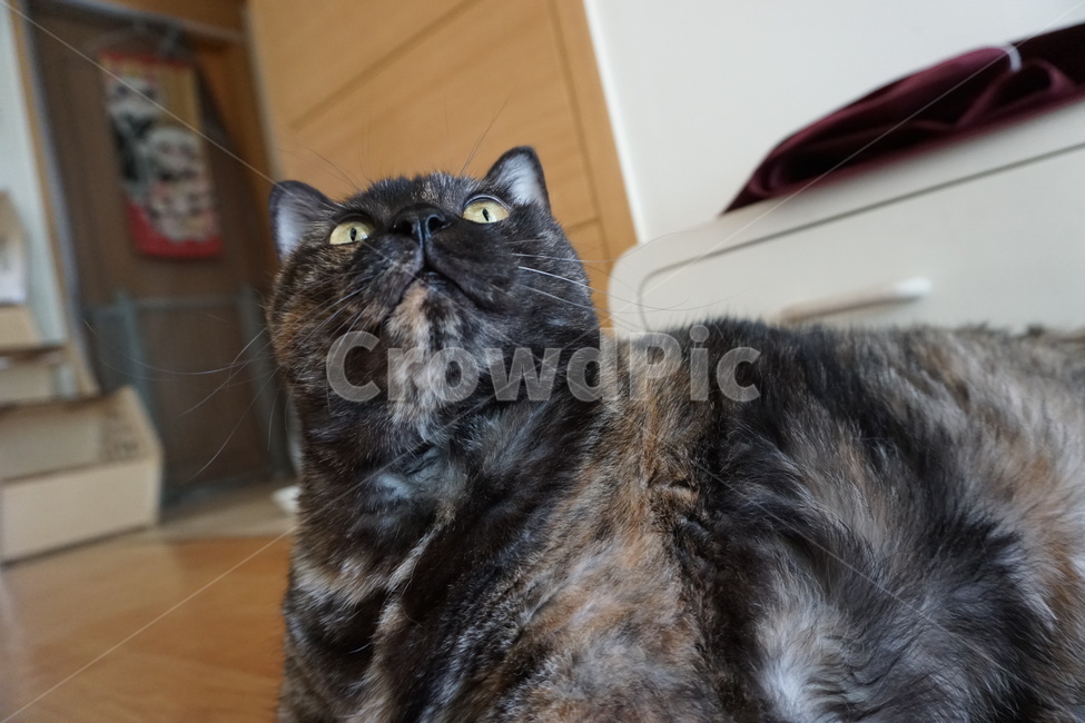 동물,고양이,냐옹이,코리안숏헤어,코숏,동물,animal,포유류,mammal,고양이,cat,kitten,kitty