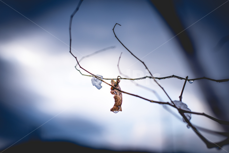 눈,겨울,얼음,나뭇잎,감성,자연,ice,winter,겨울,계절,winter,season,식물,자연,plants,nature