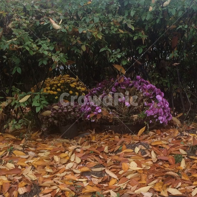 꽃,자연,식물,flower,nature